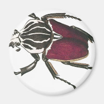 Goliath Beetle Magnet