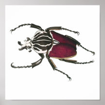 Goliath Beetle Posters