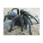 Goliath Tarantula Postcard