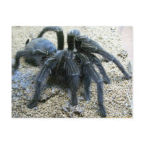 Goliath Tarantula Postcard