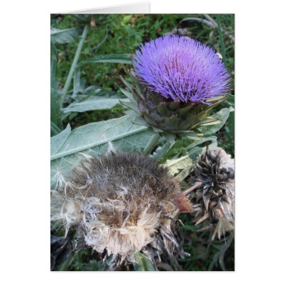Gone to Seed Card by dangerphoto