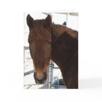Good Horse Sense Graduation Card - Western