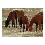 Good Lord's Remuda Herd Grazes - Blank