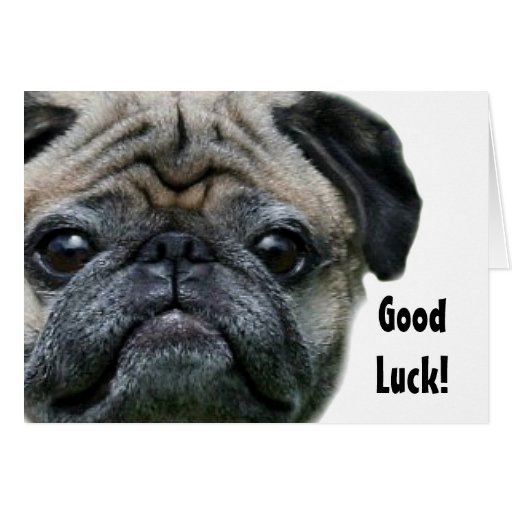 Good Luck Pug Dog greeting card | Zazzle