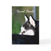 Good Luck siberian Husky card