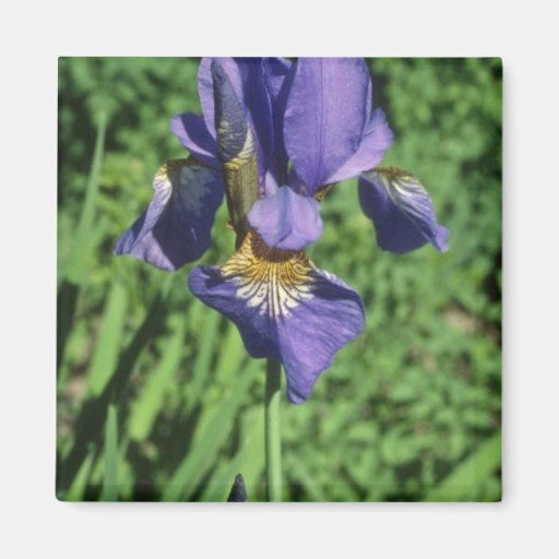 Good Measure Flag, (Iris) flowers Refrigerator Magnet