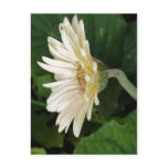 Good Morning Daisy postcards