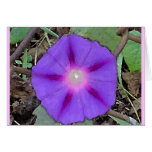 Good Morning Glory cards