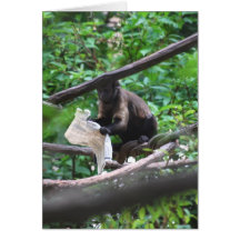 Good News Monkey says Congratulations Card