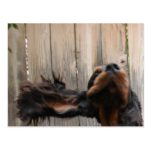 Goofy Gordon Setter Postcard