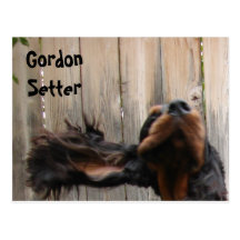 Goofy Gordon Setter Postcard