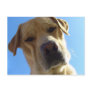 Goofy Labrador portrait Postcards