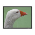goose1 postcards