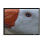 goose2 postcards