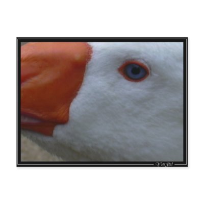 goose2 postcards by YetiGirl