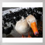 Goose and Coots