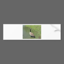 goose bumper stickers