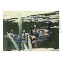 Goose Family Swim Greeting Cards