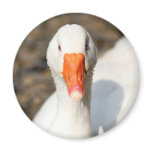 Goose Head Magnet