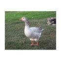 Goose in the Park Postcard