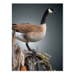 GOOSE ON SNAG #2 POSTCARDS