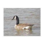 Goose Postcard