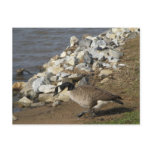 Goose Postcard