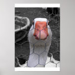 Goose posters