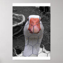 Goose Print