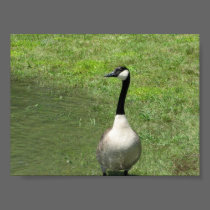 goose poster posters
