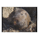 Gopher Card