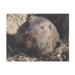 Gopher Postcard