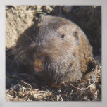 Gopher Poster posters