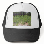 Gopher tortoise burrow and habitat (Gopherus polyp hats