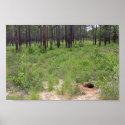 Gopher tortoise burrow and habitat (Gopherus polyp posters