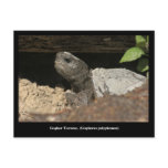 Gopher Tortoise On The Lookout