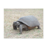 Gopher Tortoise Postcard