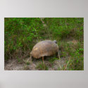 Gopher Turtle posters