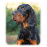 Gordon Setter 9Y109D-021 t-shirts