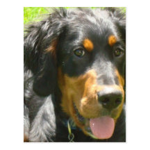 Gordon Setter Dog Postcard