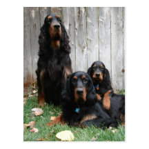 Gordon Setter Generations Postcard