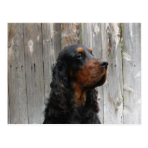 Gordon Setter Postcard