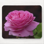 Gorgeous beautiful rose 3 mousepads