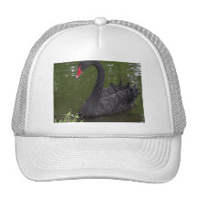 Gorgeous Black Swan on WaterI captured a photo of Hats