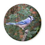 Gorgeous Blue Jay Fridge Magnet