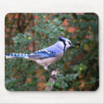 Gorgeous Blue Jay Mouse Mat