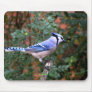 Gorgeous Blue Jay Mouse Mat