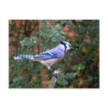 Gorgeous Blue Jay Postcard