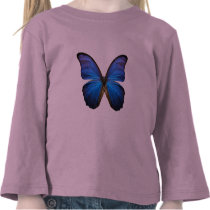 Gorgeous Blue Morpho Butterfly