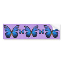 Gorgeous Blue Morpho Butterfly